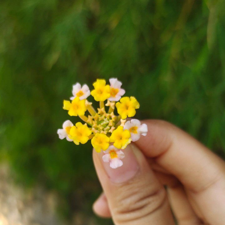 Intan Rahma Anita profile icon