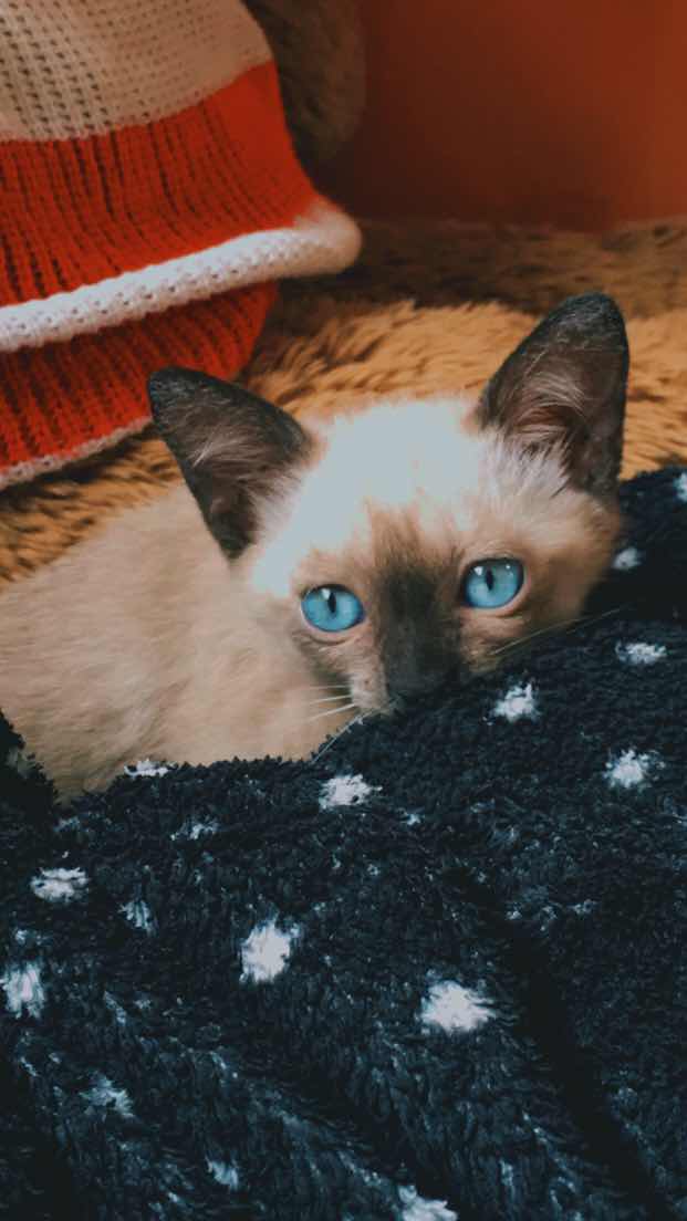 Via Alyssa Cortez profile icon