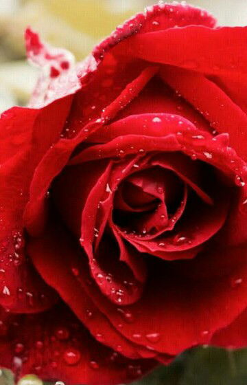 Andini Mayang Telasih profile icon