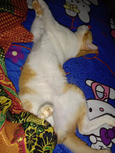 cik Ttc profile icon