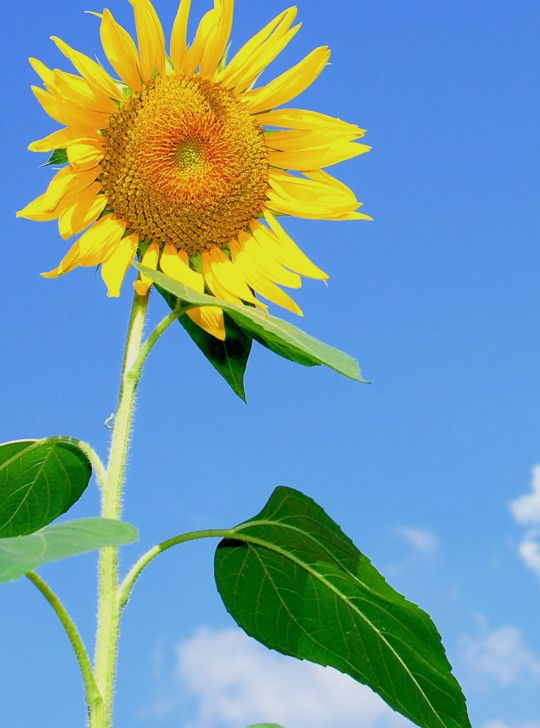 Bunda Ahmad profile icon