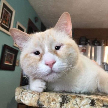 parisa pardi profile icon