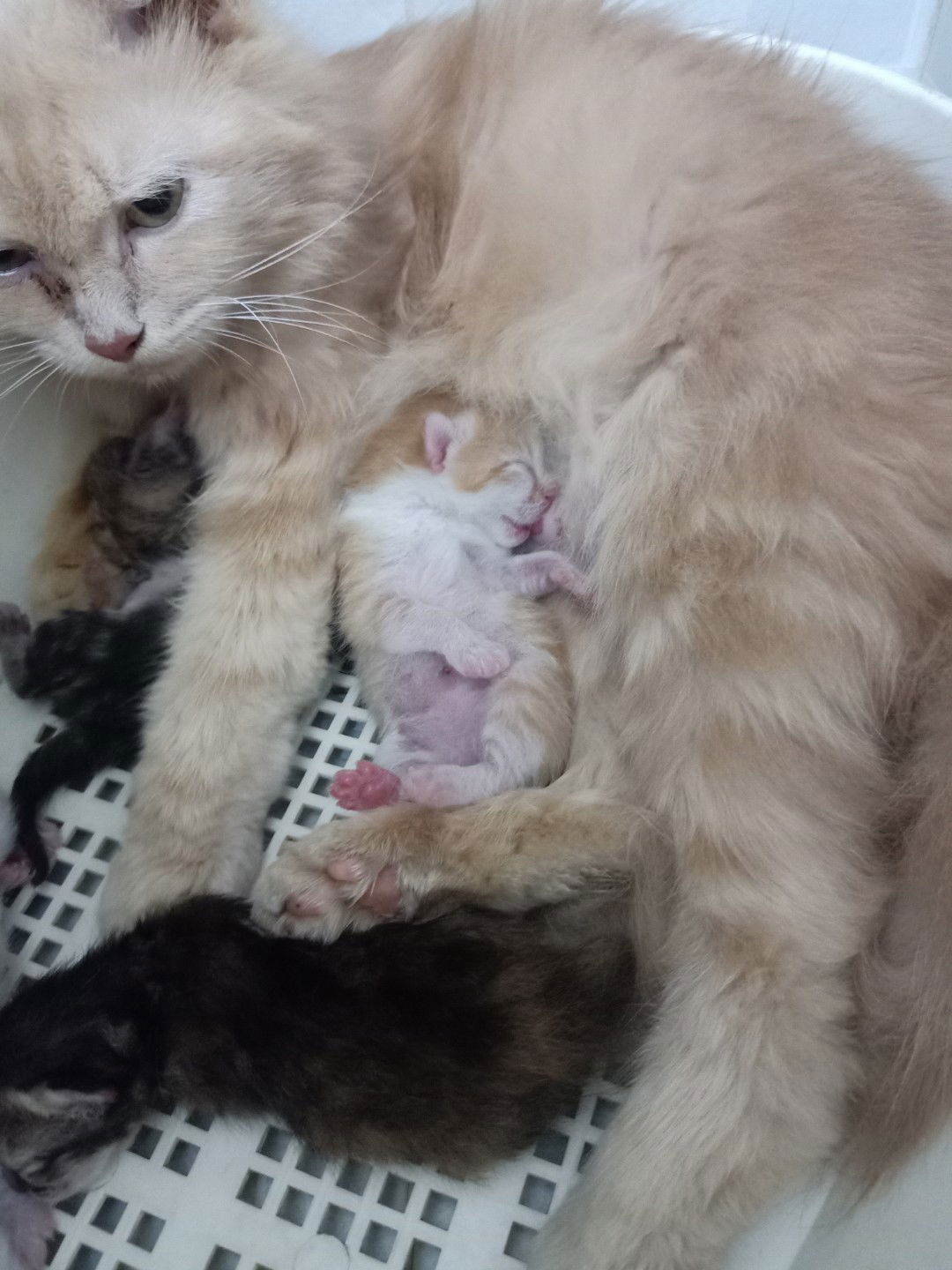 Củ Khoai profile icon