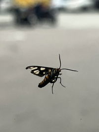 AIZATUL NISYA profile icon