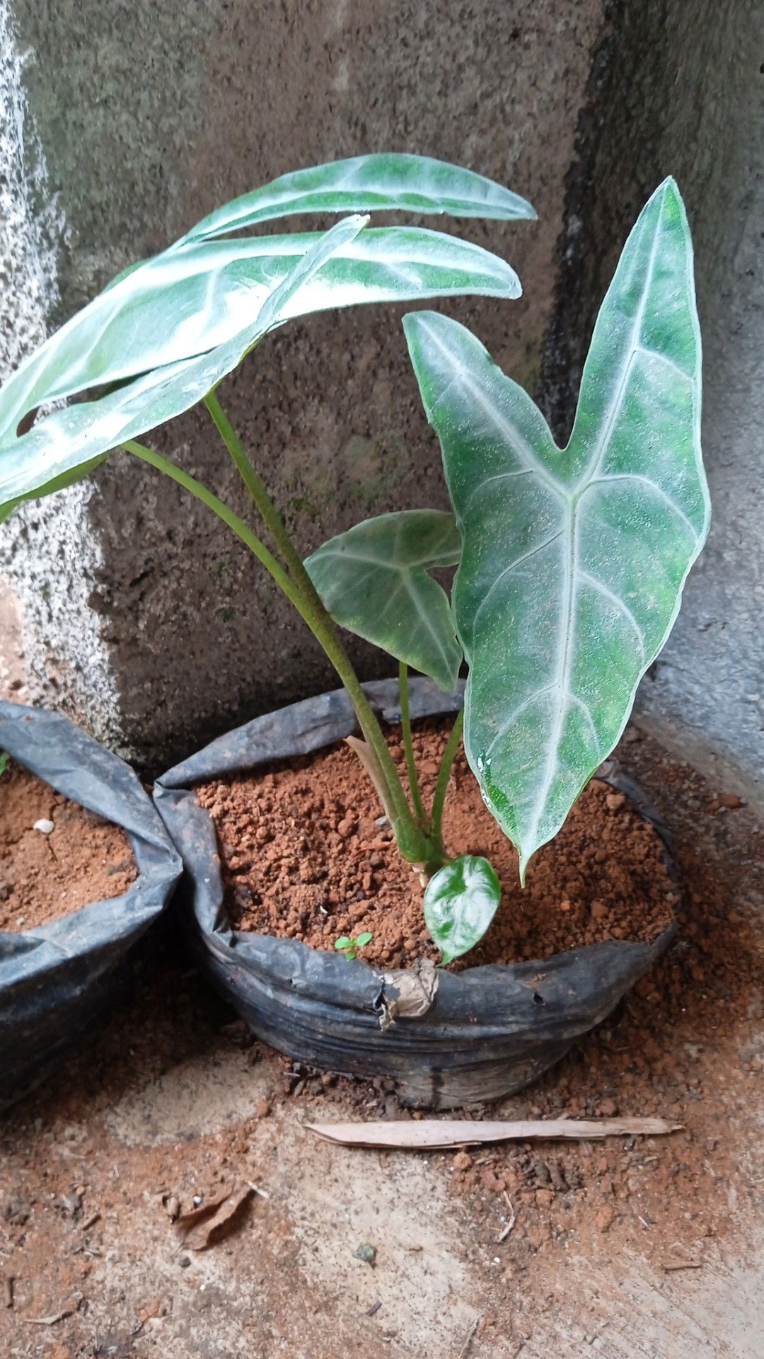 Rosidah profile icon