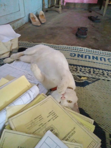 Hamil vs kucing