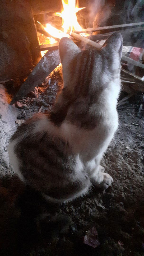 Noviitha Shaqeela profile icon