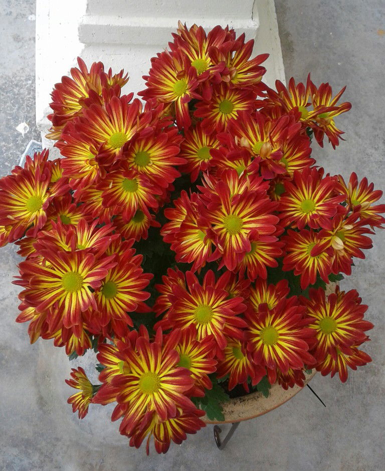 Winda Linda profile icon