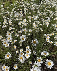 nanda ramanda profile icon