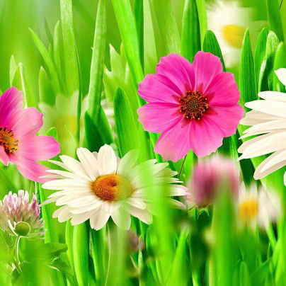 FarahLiyana profile icon