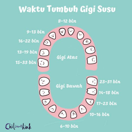 Waktu Erupsi Gigi Susu