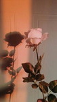 Lisa Pradilla Sandi profile icon