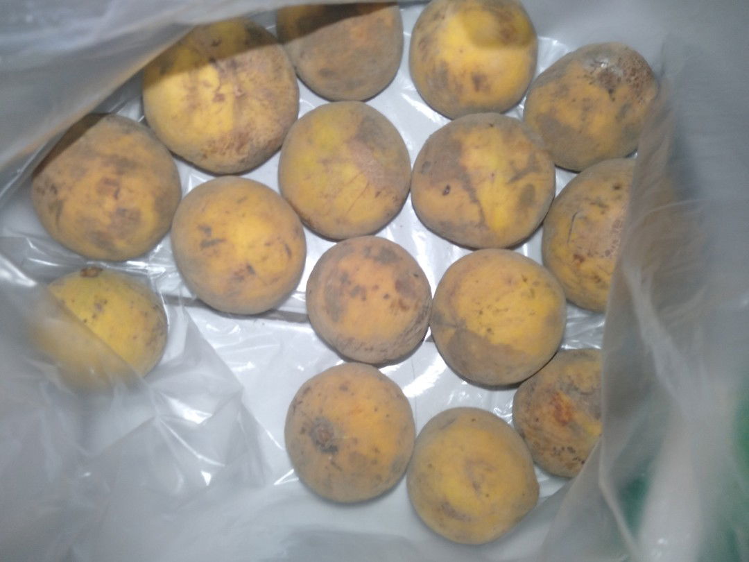 boleh ga sih makan kecapi