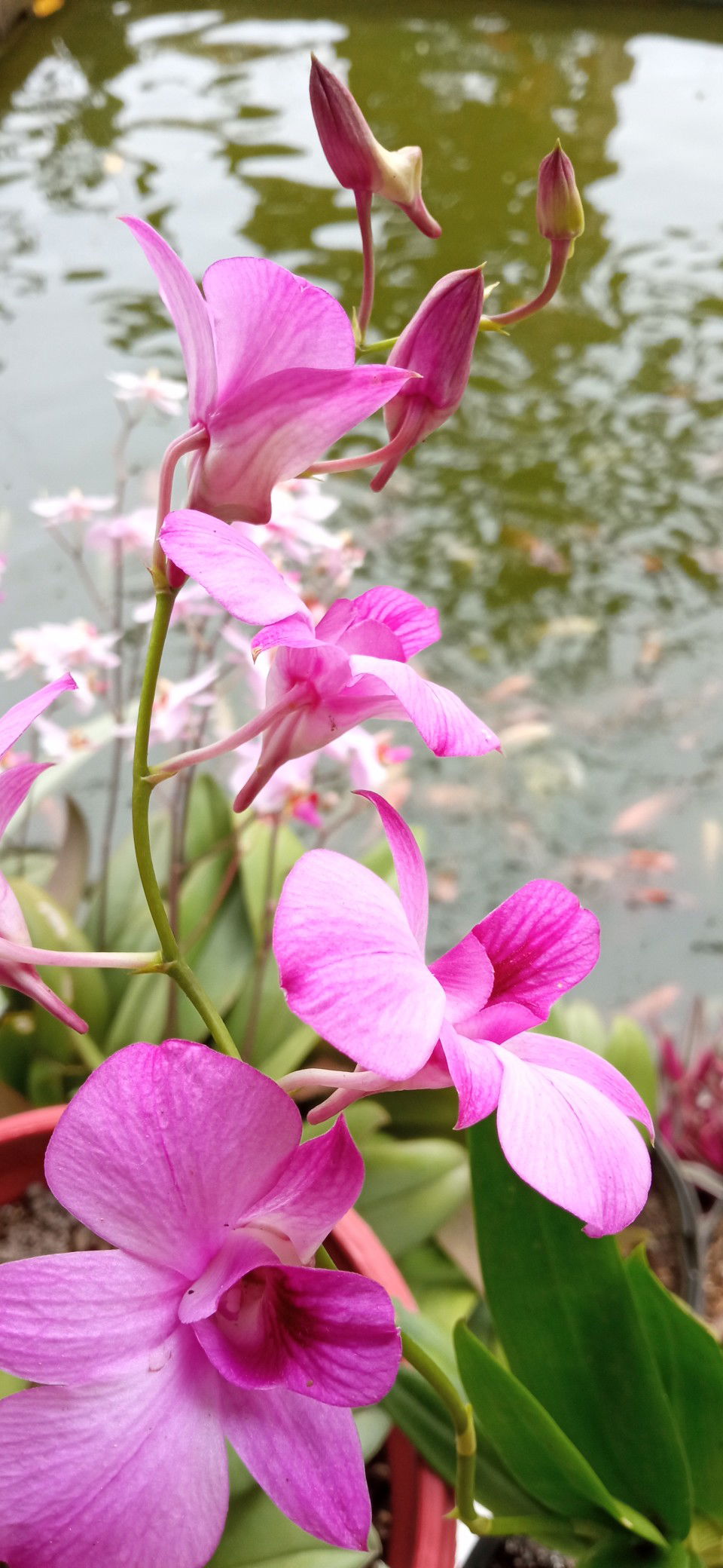 Febrian profile icon