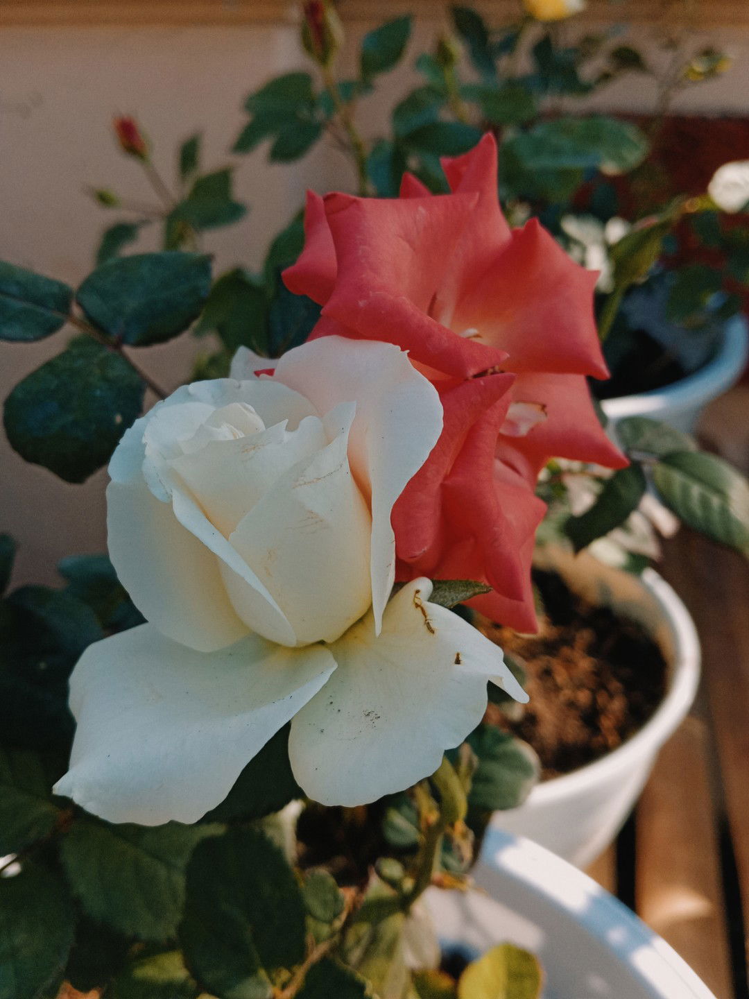 Ratna Mutia profile icon