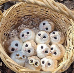 Aozora Kanayama profile icon