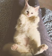 jiarazak profile icon