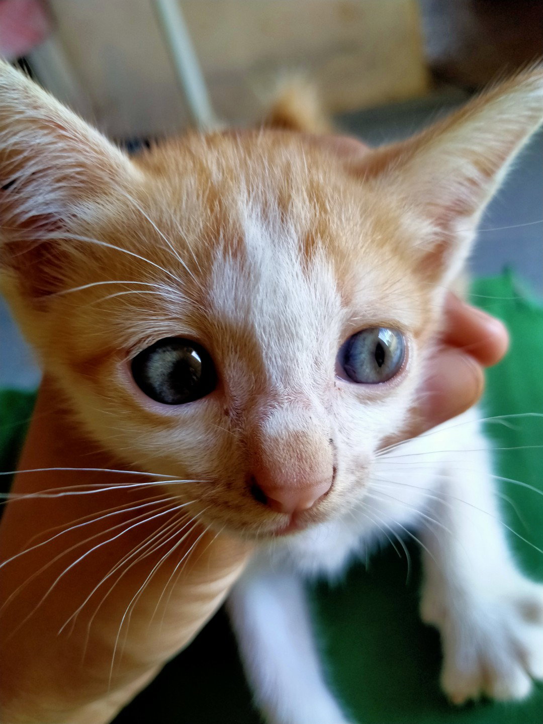 aini profile icon
