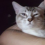 natasha sabarina profile icon