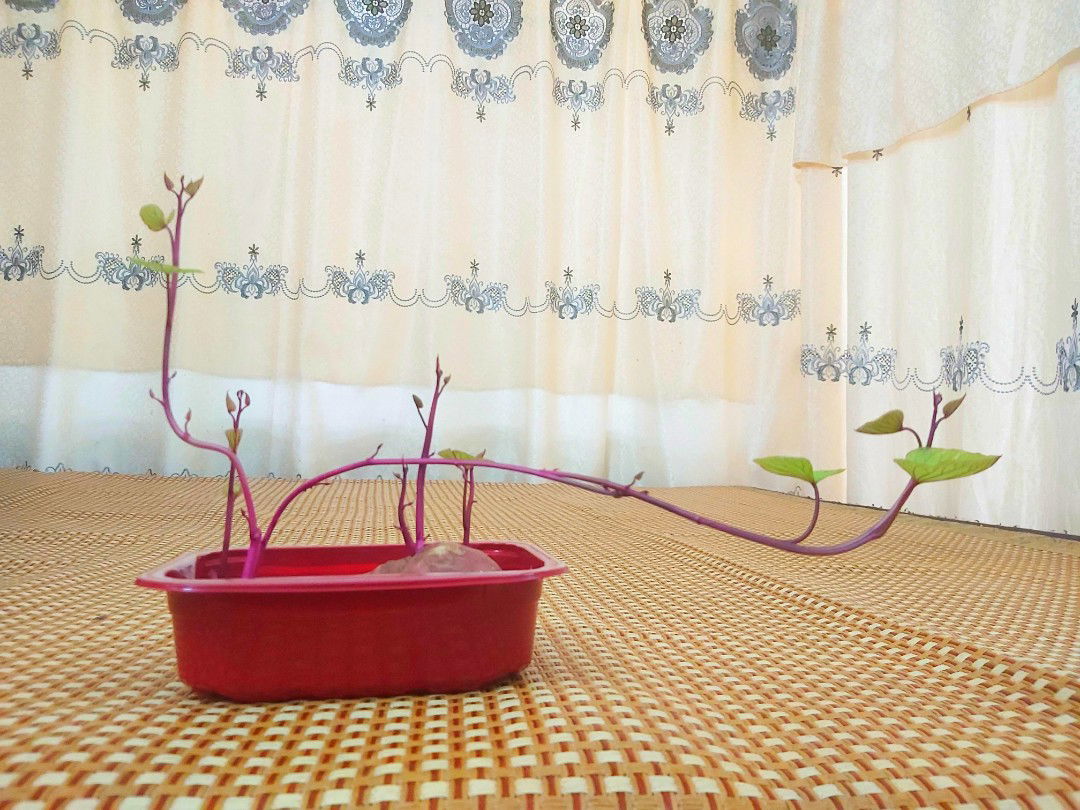 NGUYEN THANH NHAN profile icon