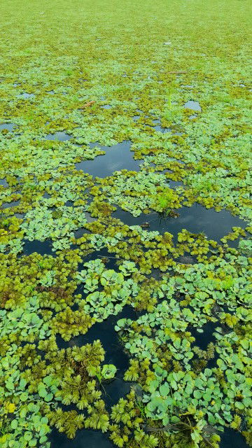 Norhikmah profile icon