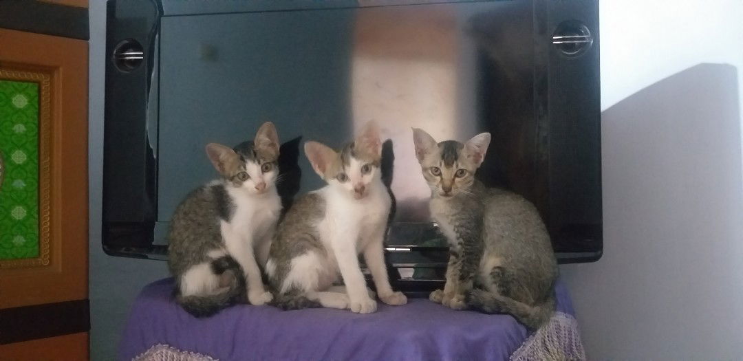 Istikharoh profile icon