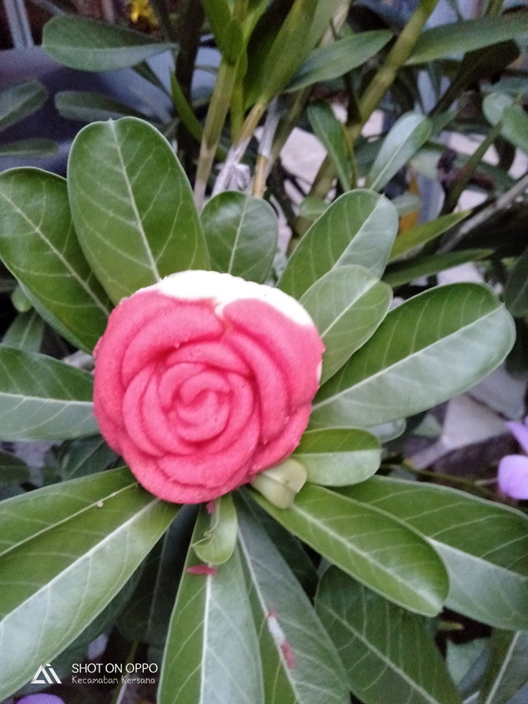 Trisnawati profile icon