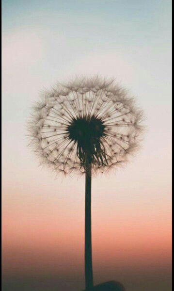 Nia Safitri profile icon