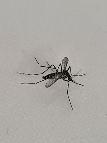 DENGUE??