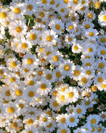 Dwi Suci profile icon