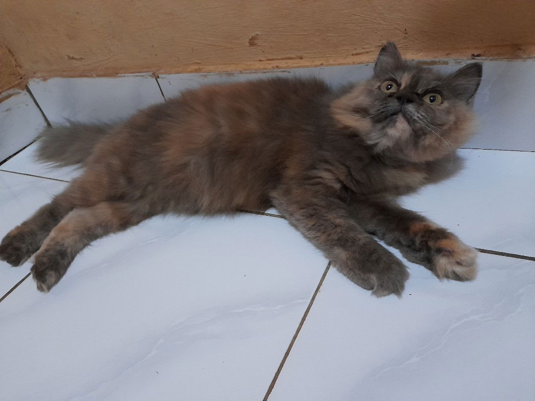 niki kulo profile icon