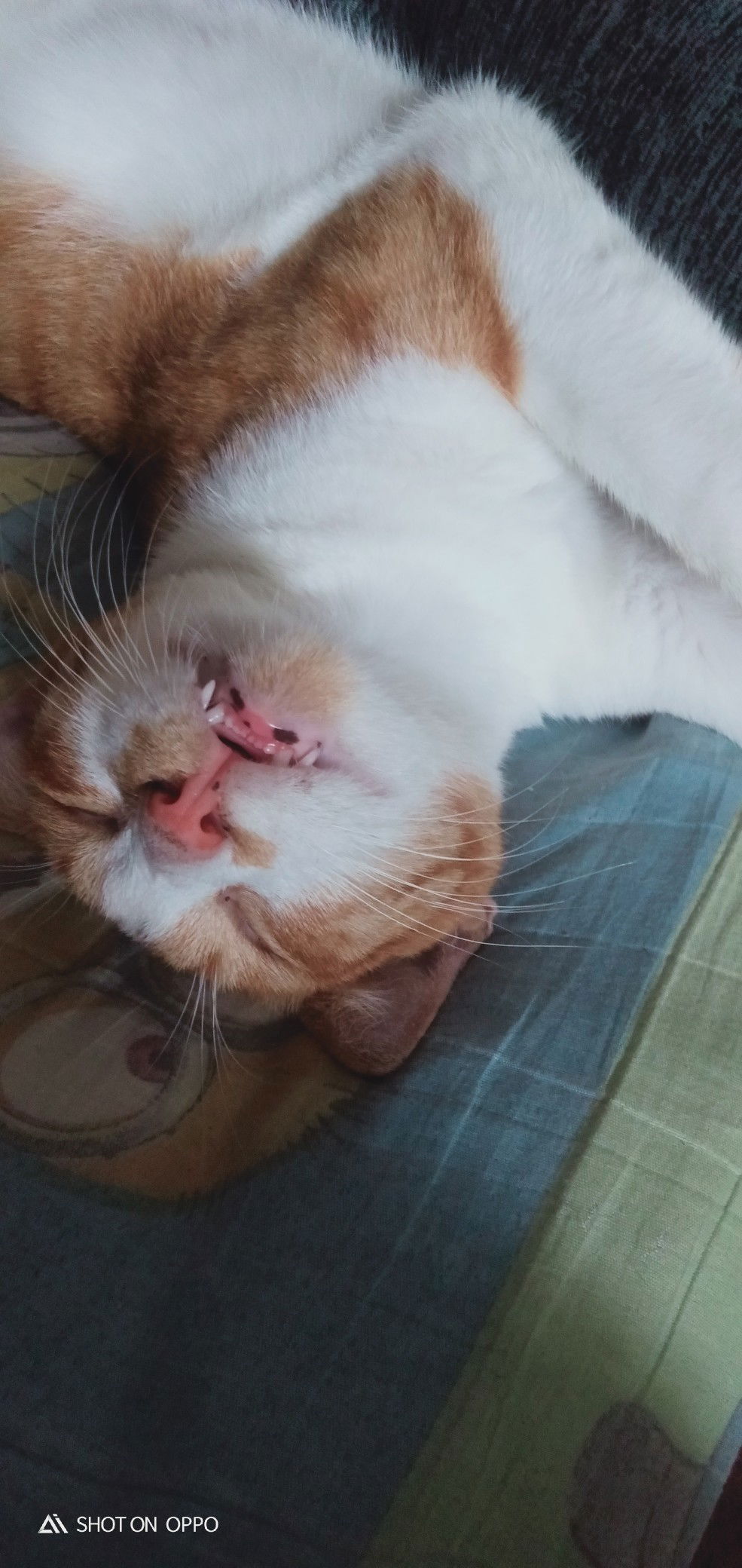 rean recto profile icon