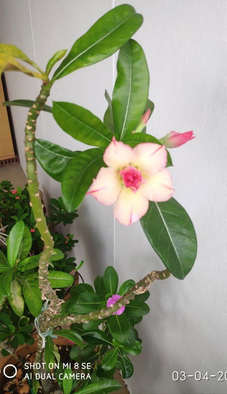 Gucci Tan profile icon