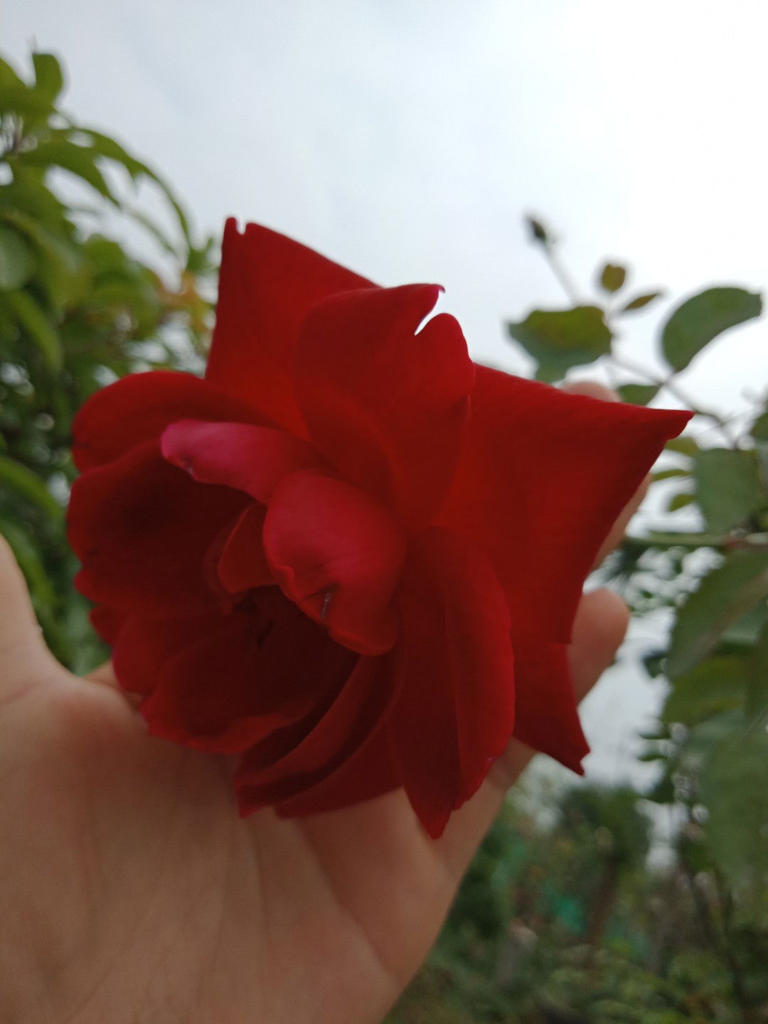 Bích Hà profile icon