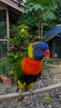 Bella rash profile icon