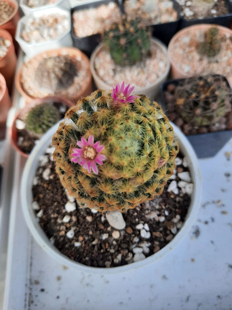 พรพรรณ profile icon