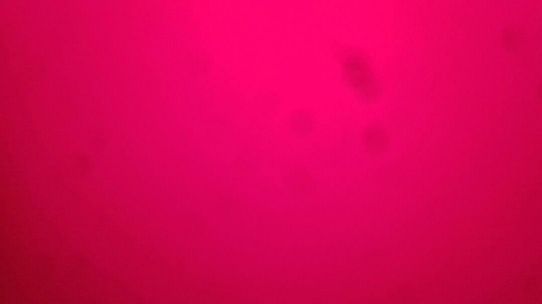 Wulandari profile icon