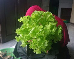 Puji Tari Hutapea profile icon