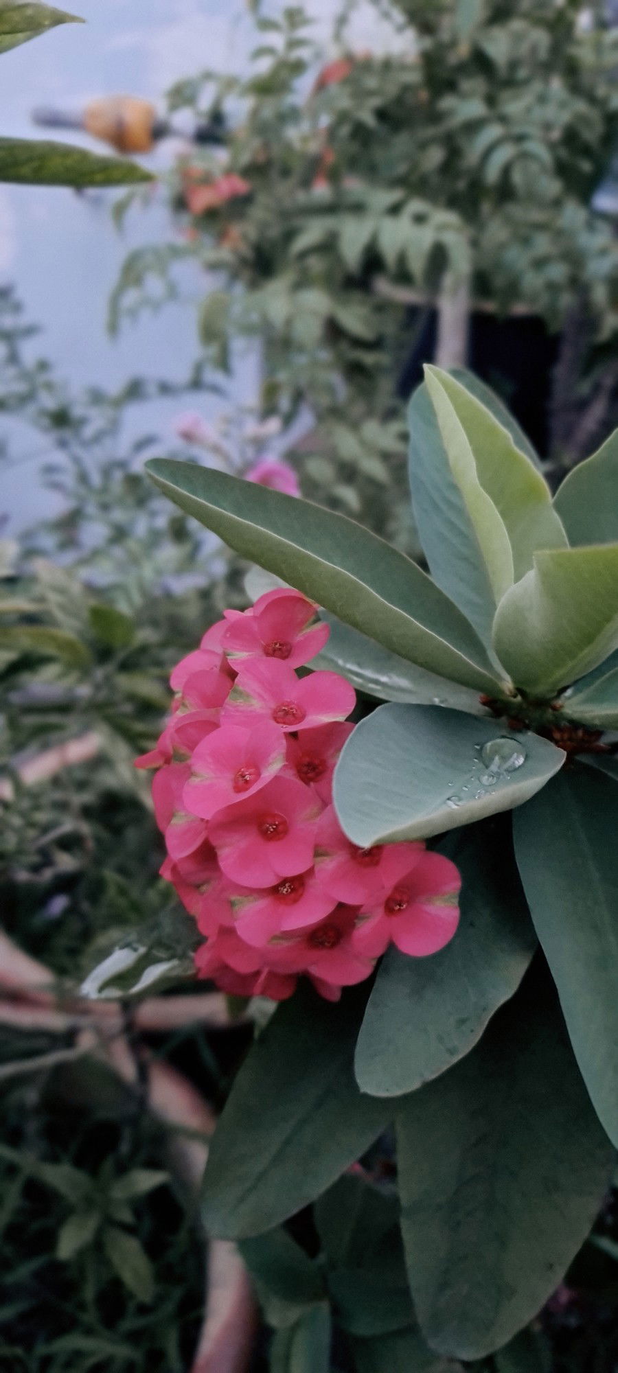 ibu syg adik profile icon