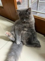 Annisa Ayu profile icon