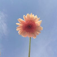 Sarita Chaiyen profile icon