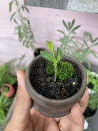 Putri M. Wulan profile icon