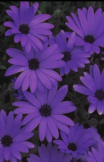 Munah Dahlan profile icon