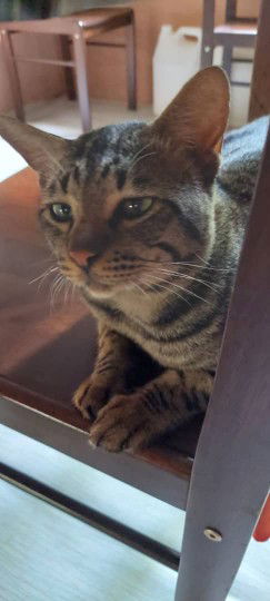 Fatihah Iffah profile icon