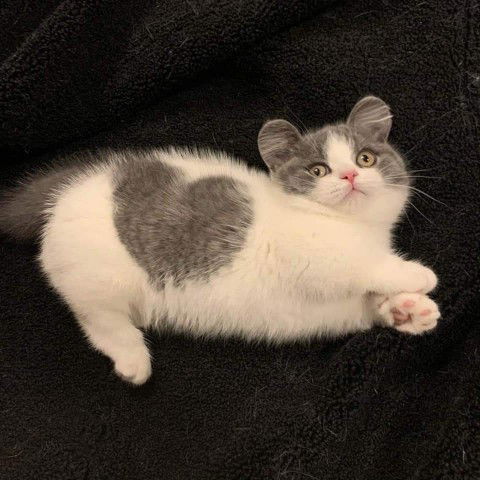 Om Thanchanok profile icon