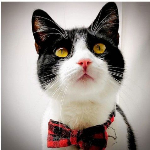 Madinah profile icon