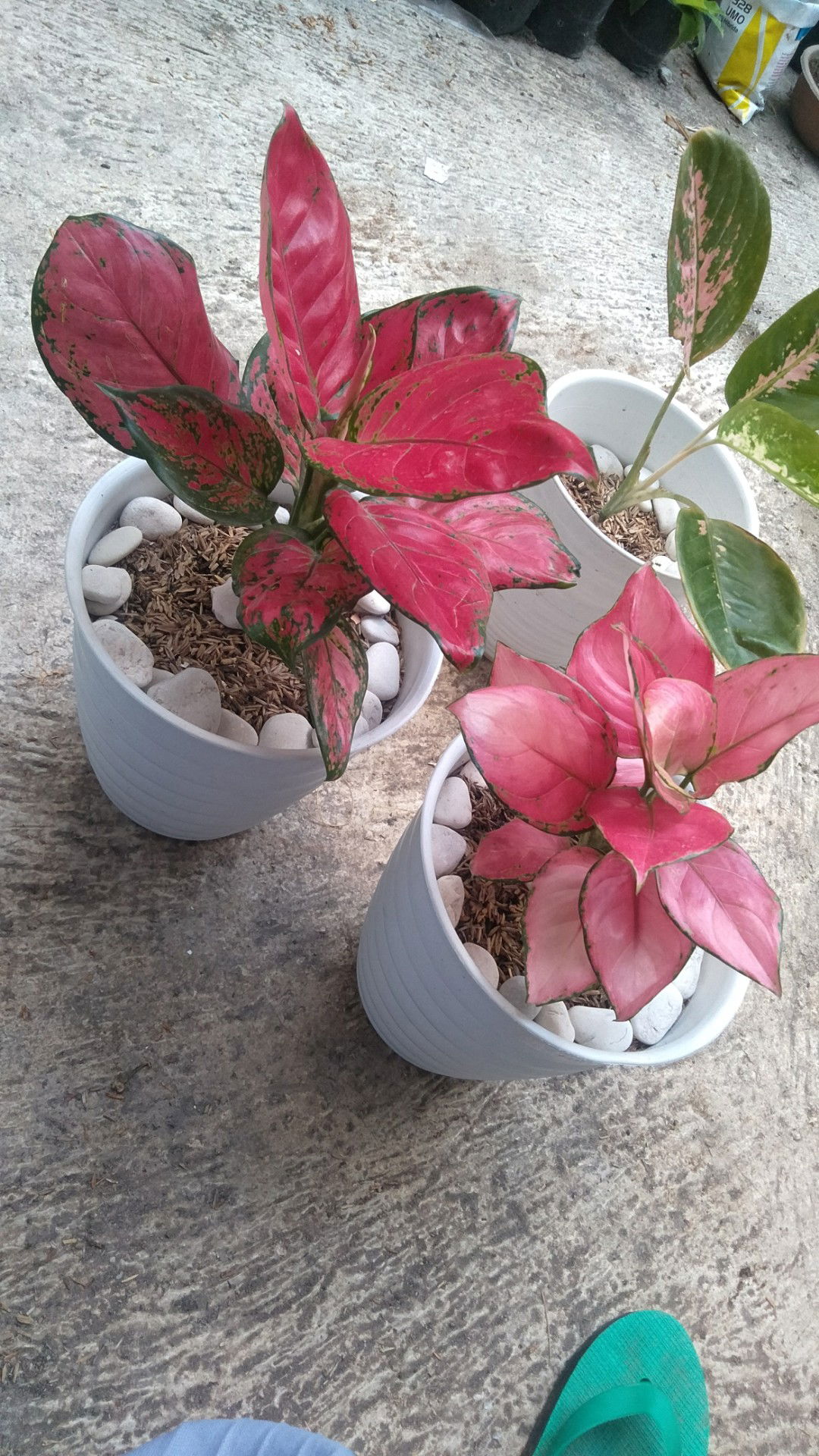 Masfufah profile icon