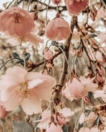 Diah P S profile icon