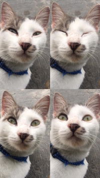 pupusss profile icon