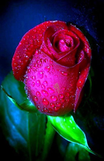 Yati Ilhan profile icon